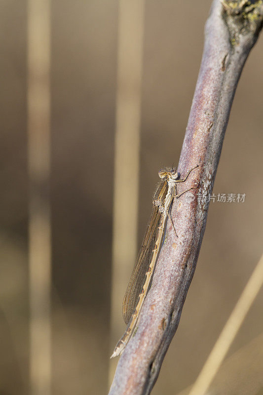 普通冬青雀(fusecma fusca)